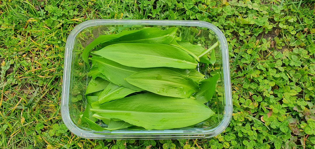 Bärlauchernte