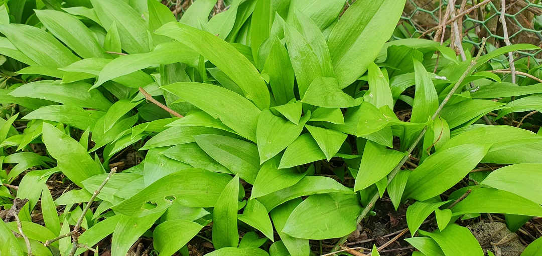 Bärlauch im Biogarten