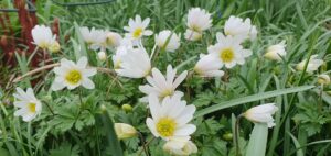 Balkon Windröschen im Biogarten im April