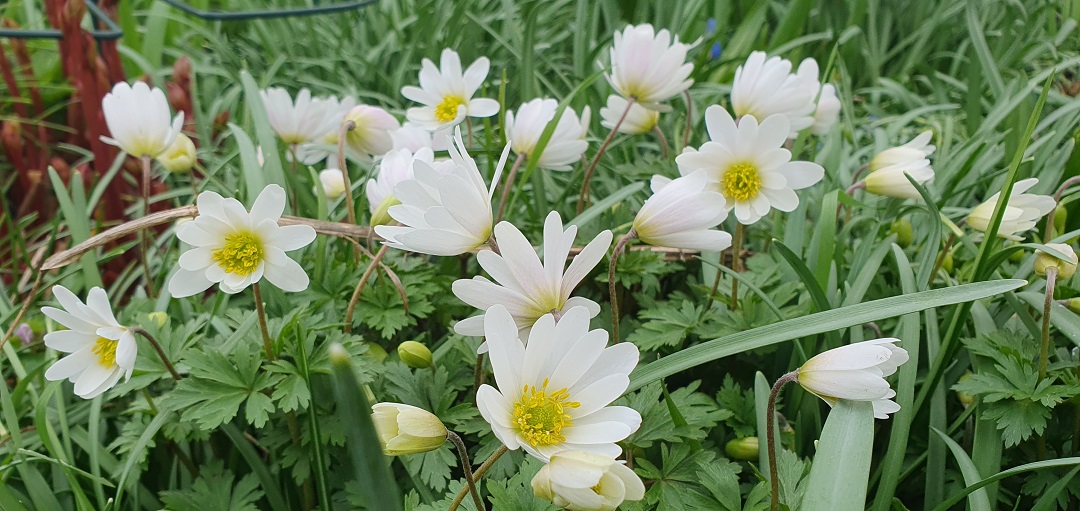 Balkon Windröschen im Biogarten im April